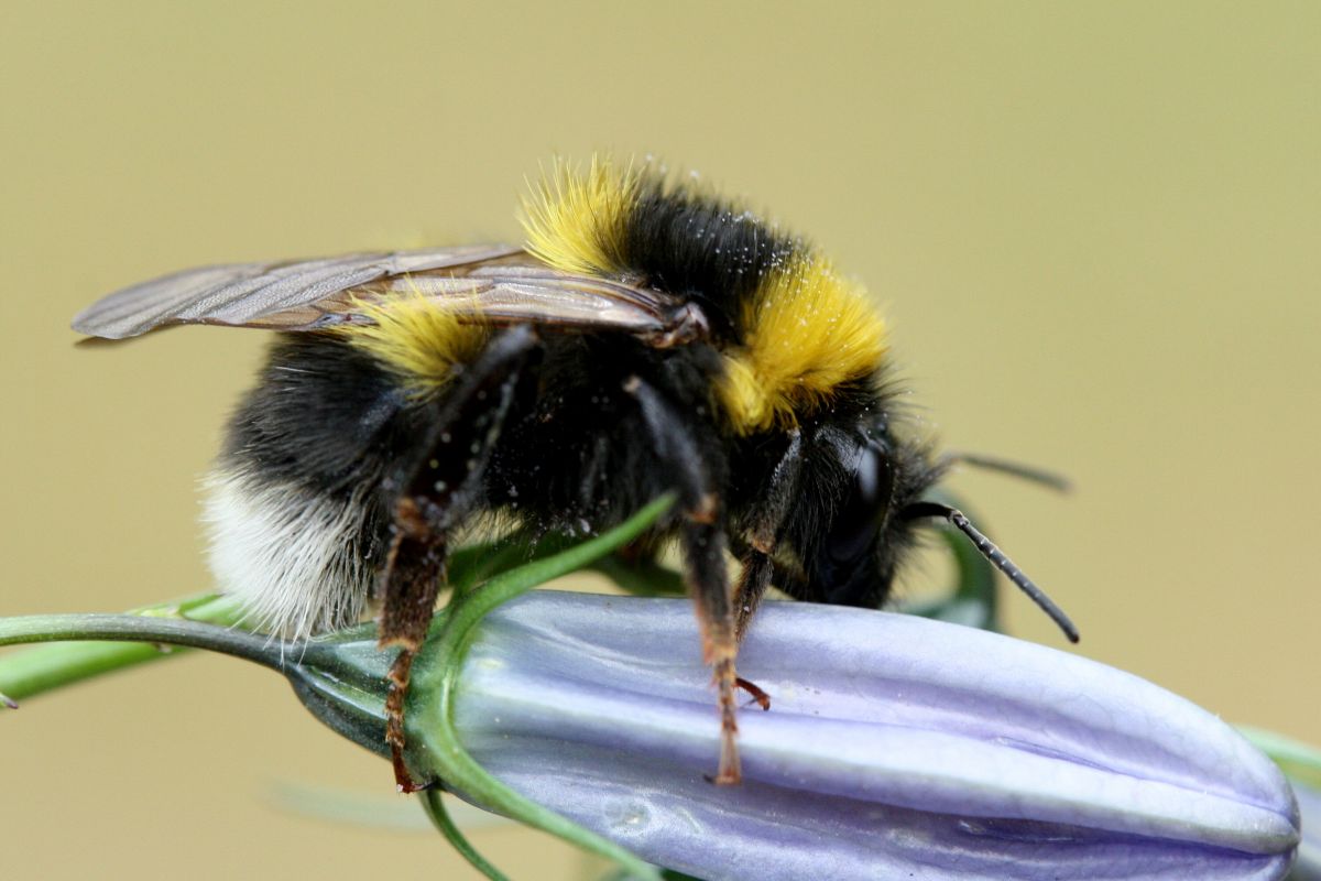 Wie Viele Beine Hat Eine Hummel www.deutschland-summt.de
